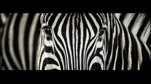 Zebra Detay Hayvanlar Kanvas Tablo