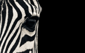 Zebra Gözü Hayvanlar Kanvas Tablo
