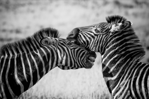 Zebra Sevgi Hayvanlar Kanvas Tablo