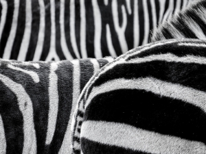 Zebra Siyah Beyaz Fotoğraf Kanvas Tablo